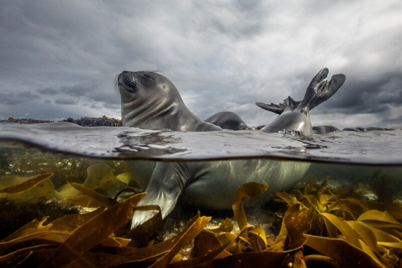 A seal floats calmly in shallow water among seaweed, with its head above water and flippers raised. The cloudy sky and dark seaweed create a dramatic, split-level view of the ocean and the animal.