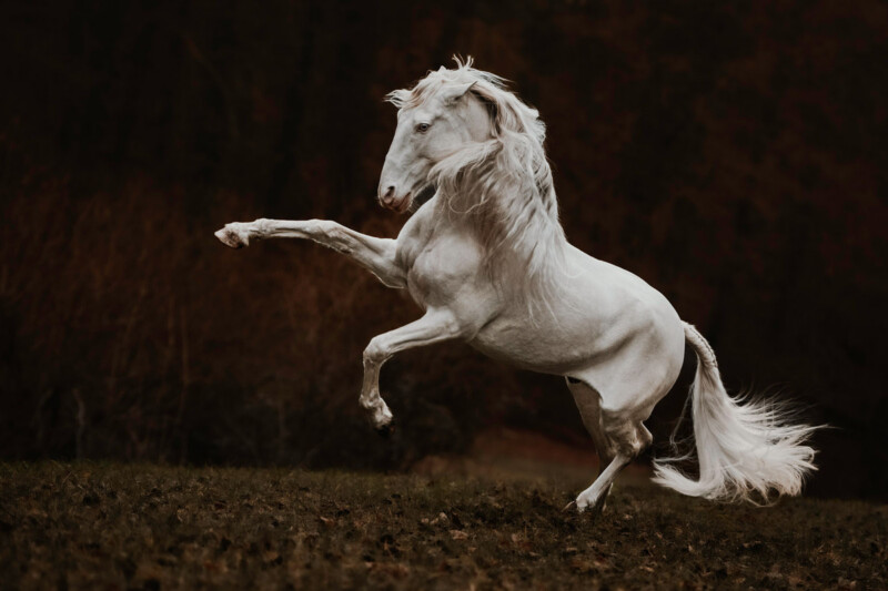 A majestic white horse rears up on its hind legs on a grassy field, with its mane and tail flowing, set against a dark, blurred natural background.