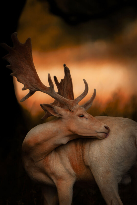 A light-colored deer with large, branching antlers is grooming itself, licking its back against a blurred, warm-toned background. The scene has a soft, natural glow.