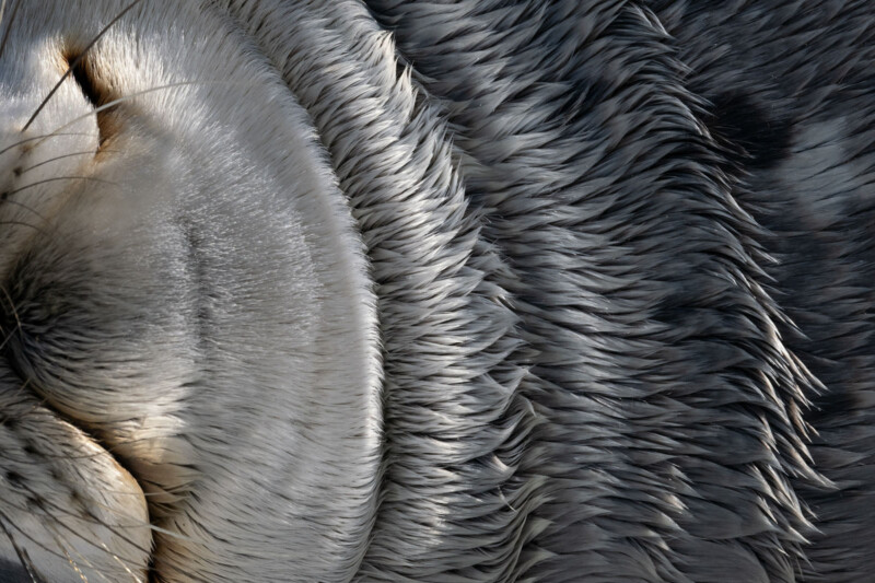 Close-up of the textured, silvery-grey fur and whiskers on the face of a seal, showing intricate patterns and layers of fur in natural light.
