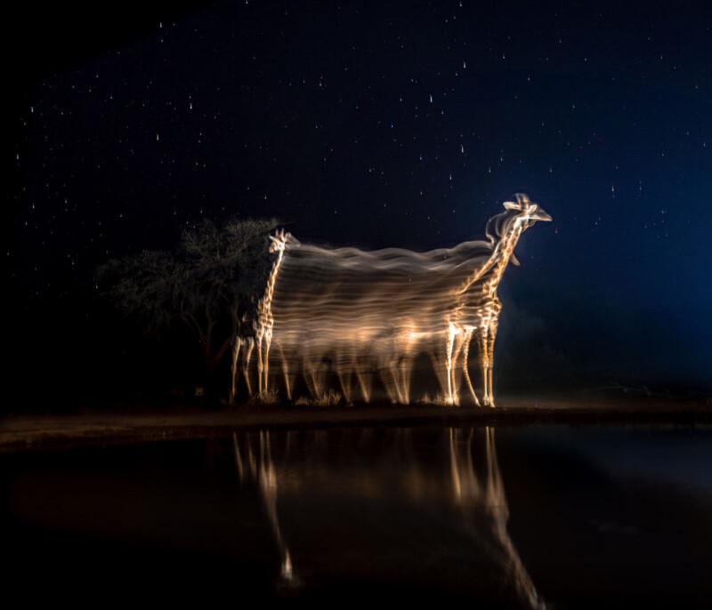 Giraffes in the dark at night.