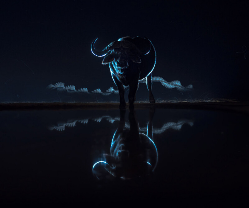 A buffalo stands in shallow water at night, illuminated by a blue light that outlines its body and creates a glowing reflection on the water's surface against a dark background.