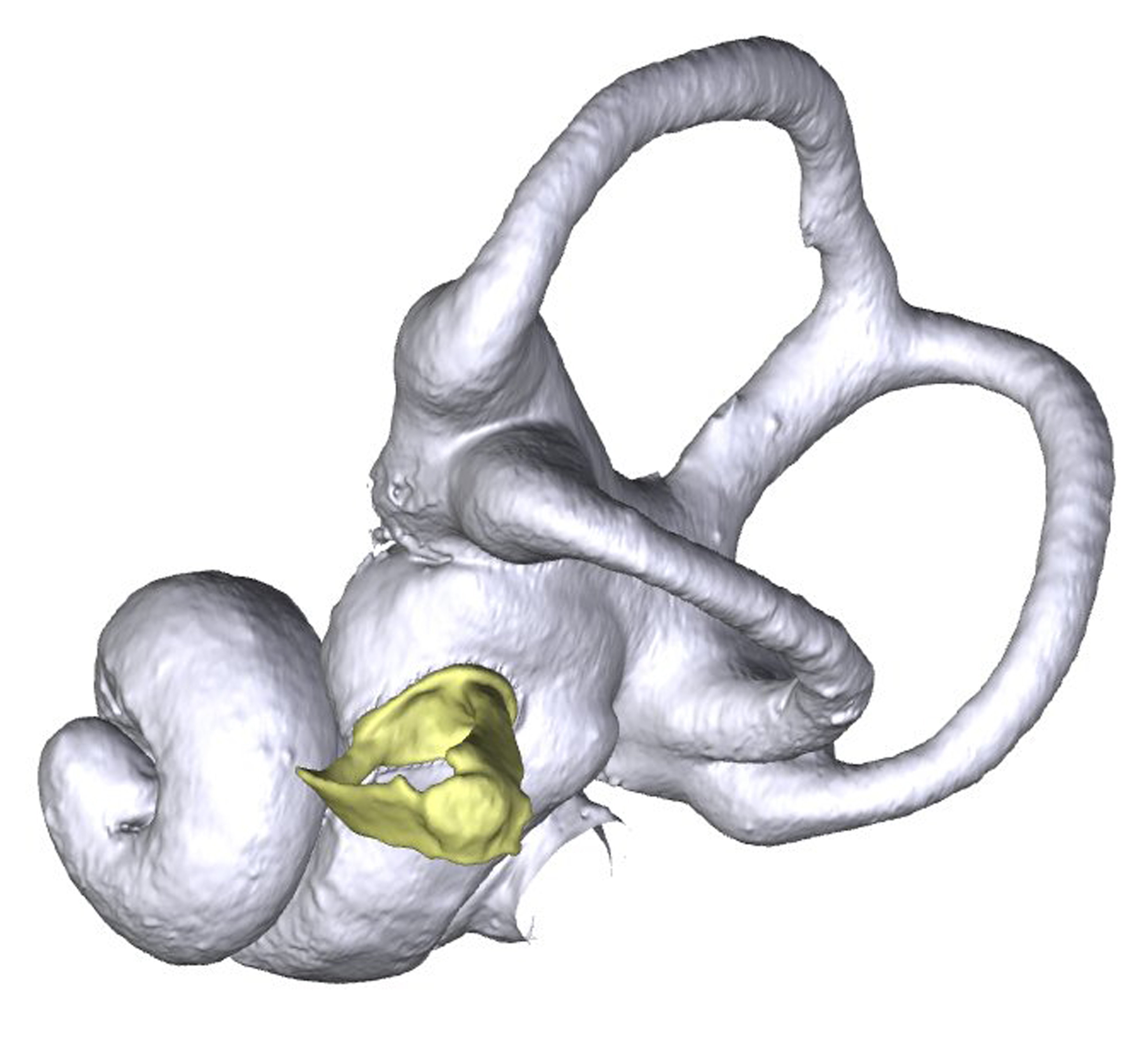 Hedgehog ear bones, highlighted in yellow, and surrounding structures.