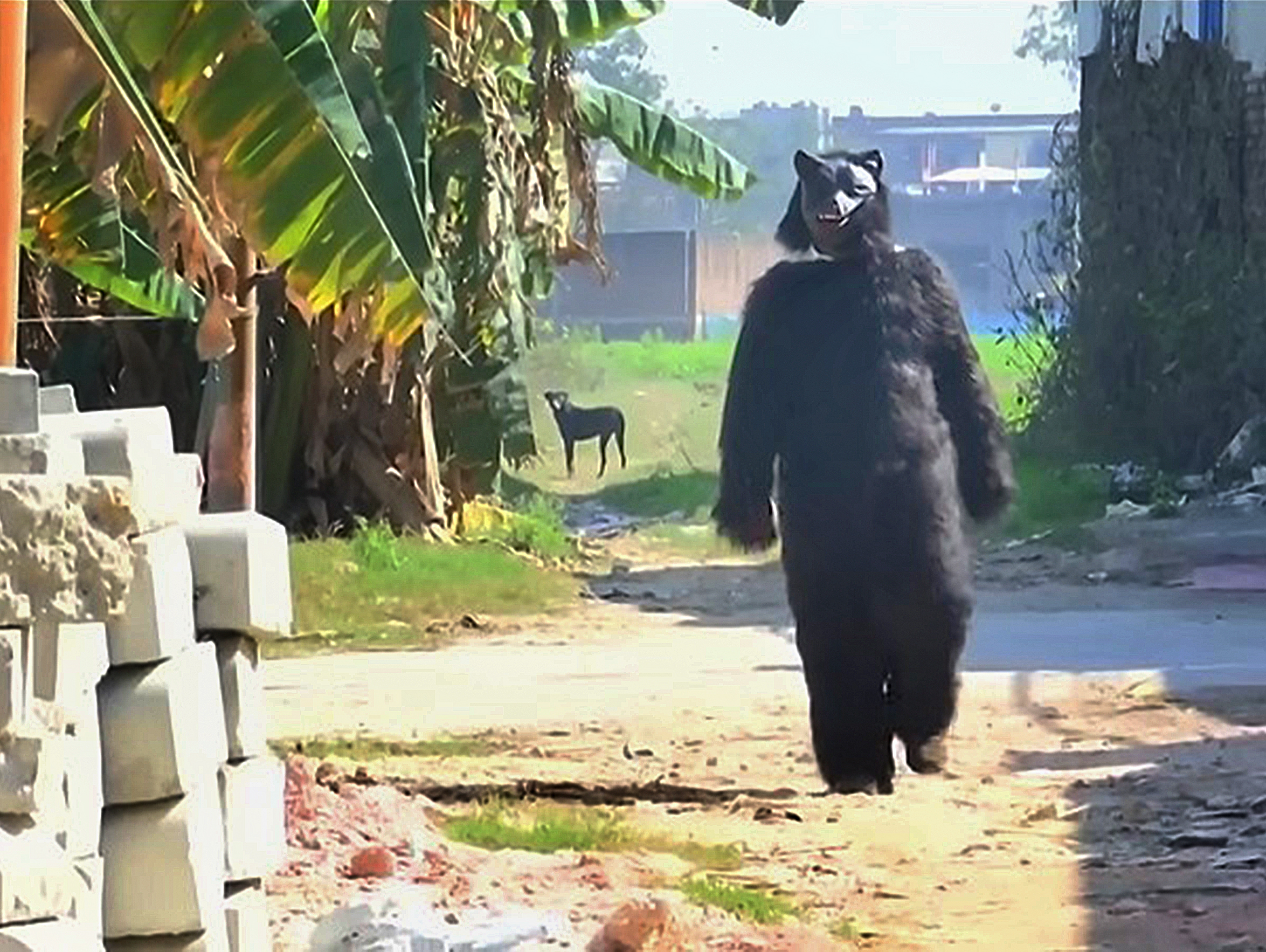 A person in a black bear costume walks down a dirt road with a black dog in the background.