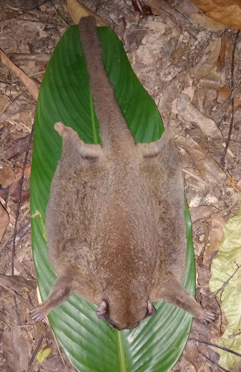 A Tous, ayamaruensis, on a large green leaf in the Batkaji forest.