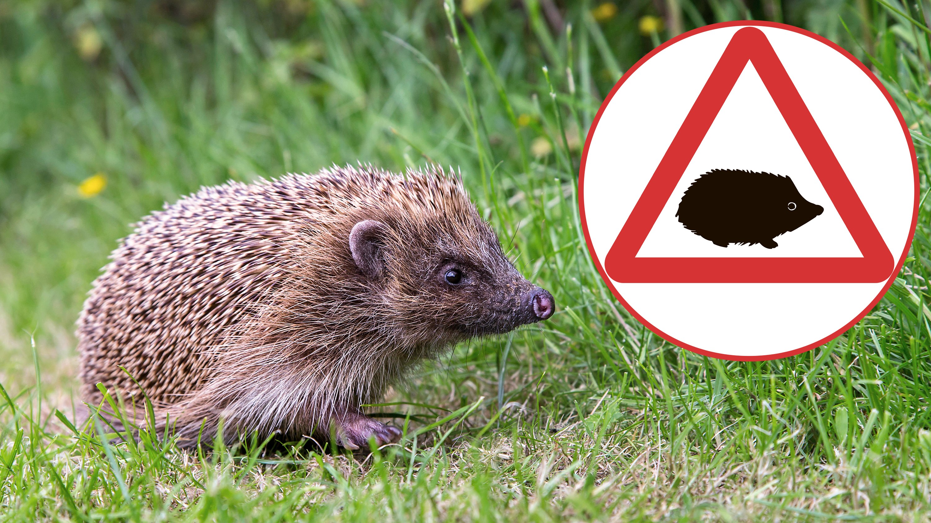 A collage of a hedgehog in grass and a hedgehog warning sign.