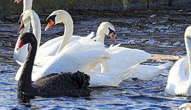 Bird flu confirmed after dead swans found in east Cork