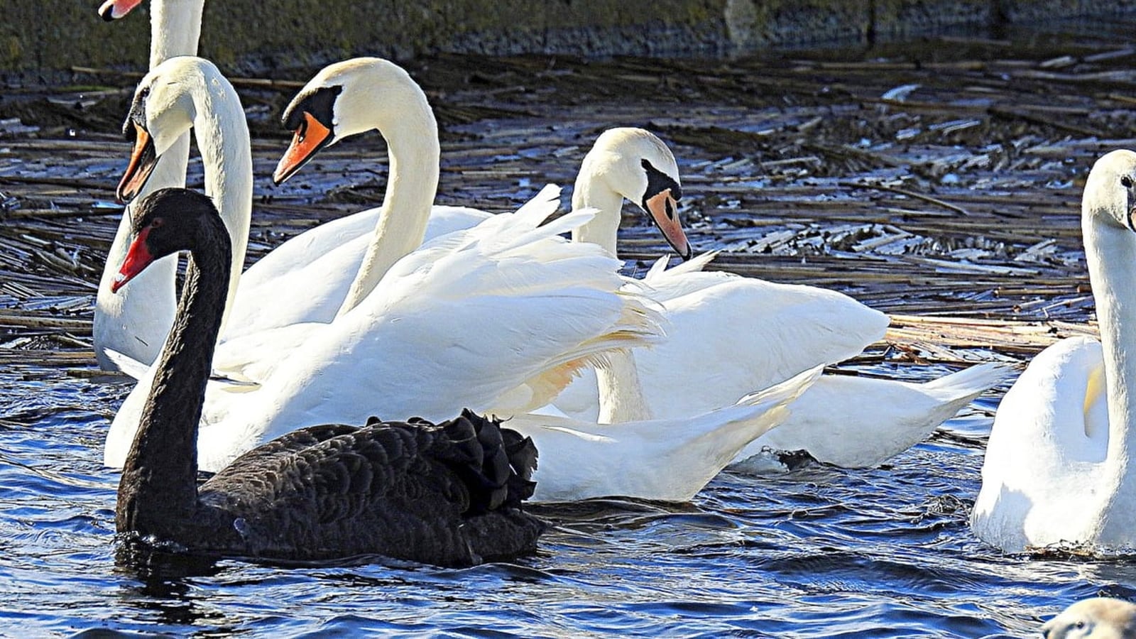 Bird flu confirmed after dead swans found in east Cork