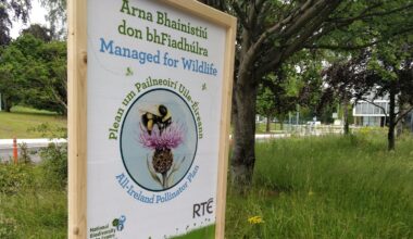 How Ireland's industrial estates can help save our bees