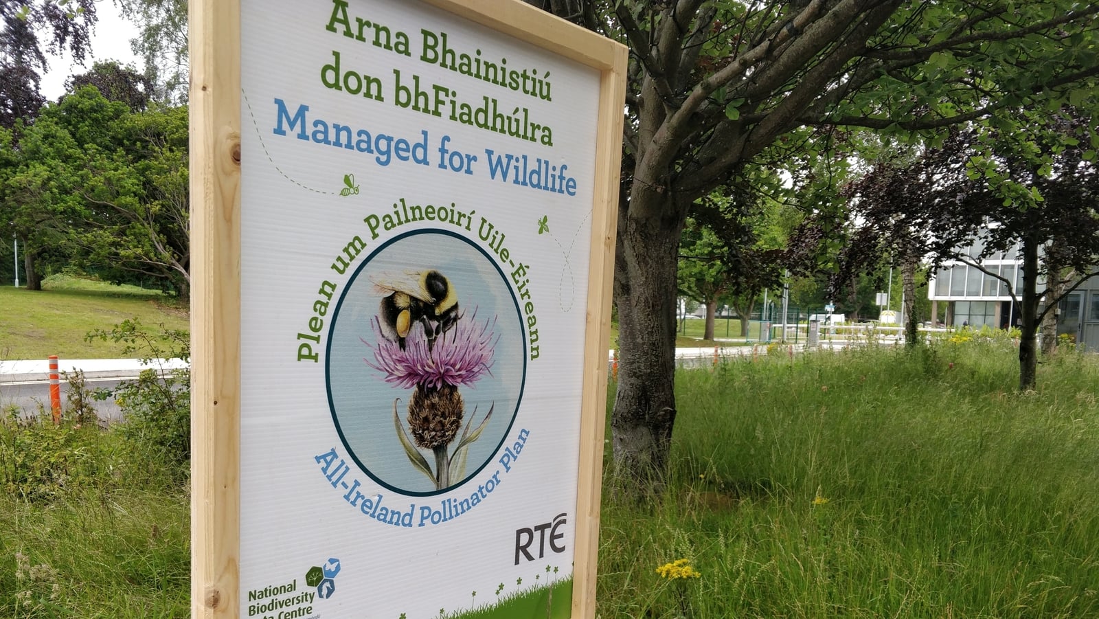 How Ireland's industrial estates can help save our bees