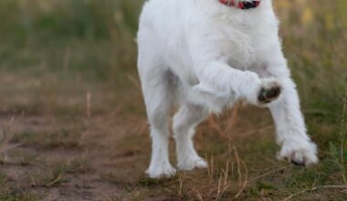 'Dramatic rise' in dog attacks, warden says