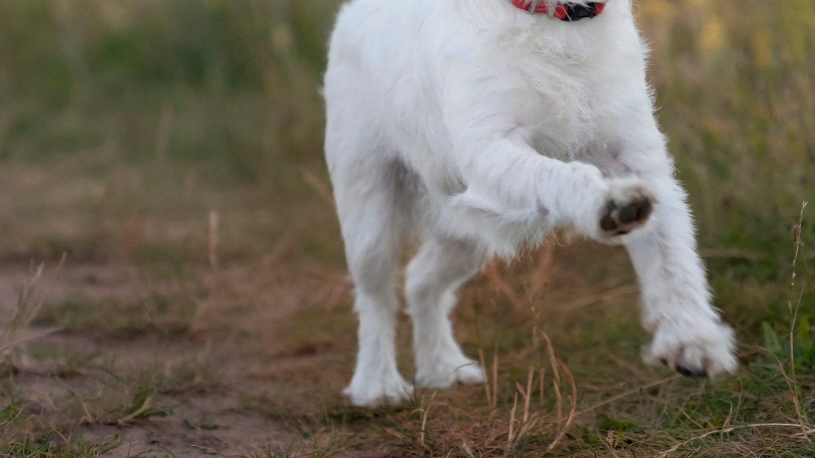 'Dramatic rise' in dog attacks, warden says