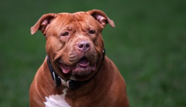 XL Bully fasted-increasing euthanised breed in shelters