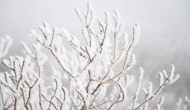 Status Yellow snow-ice warning in effect for 11 counties