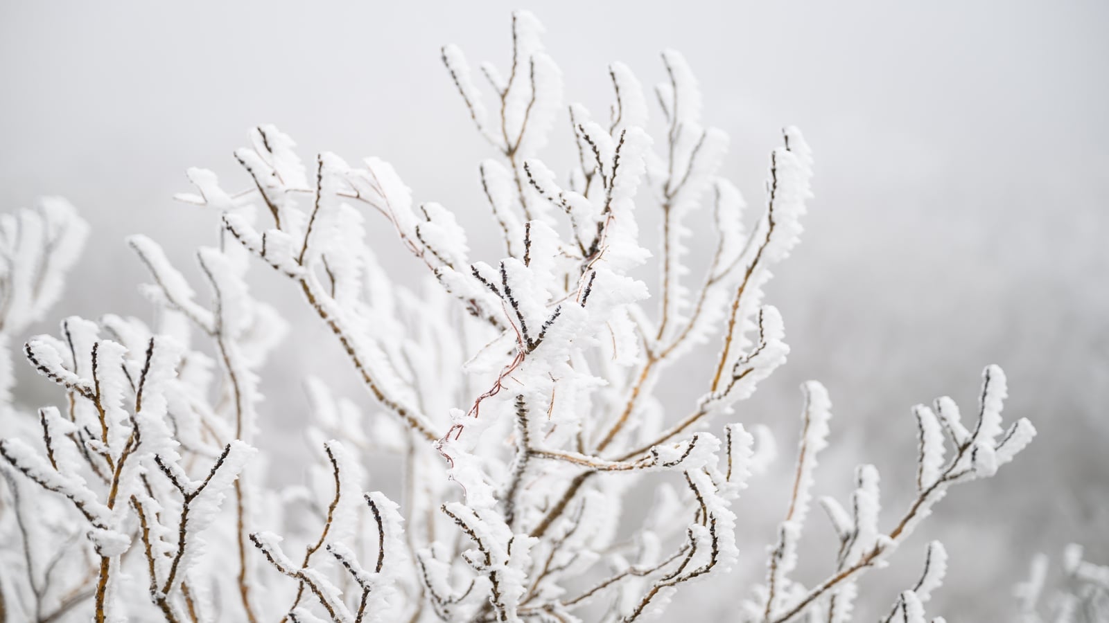 Status Yellow snow-ice warning in effect for 11 counties