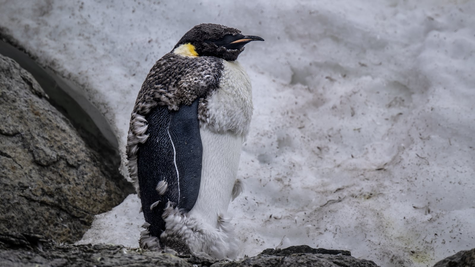 Ice melt threatens emperor penguins during annual moult