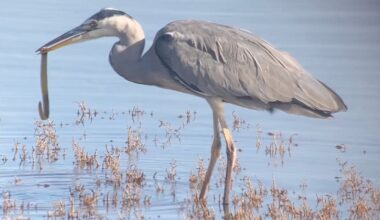 What's for lunch? The slippery battle between heron and eel