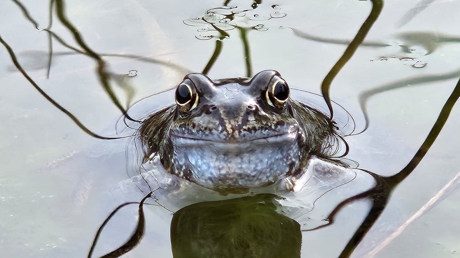 'Hop to it' - call to record frog sightings in Co Galway
