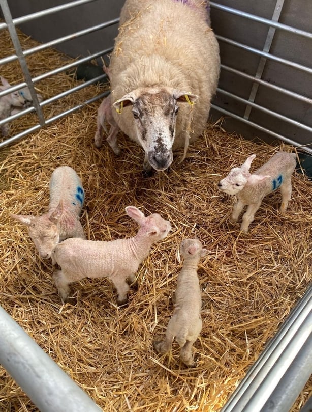 A ewe and her five lambs seen in a pen with straw on the ground