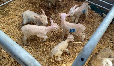 'One in a million' lamb quintuplets born at Cavan farm