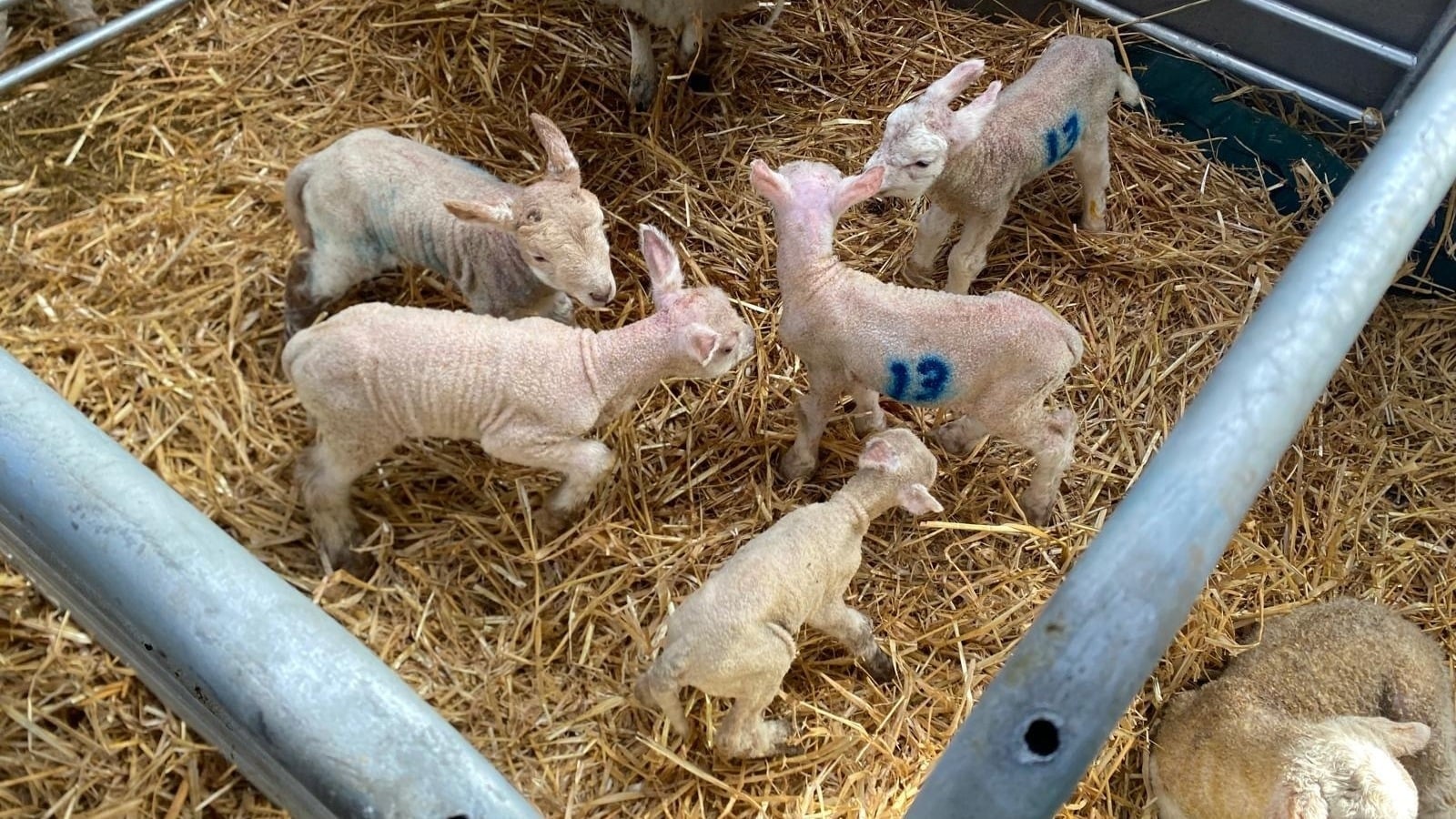 'One in a million' lamb quintuplets born at Cavan farm