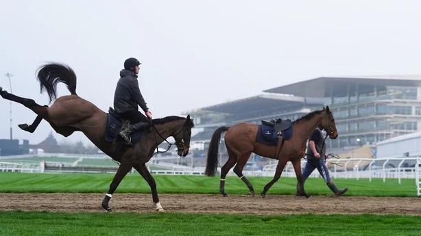 Jockey on a horse which is bucking its hind legs, at Cheltenham racecourse
