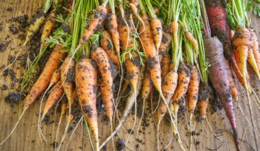 Up to 45 jobs at risk at Kilkenny carrot producer