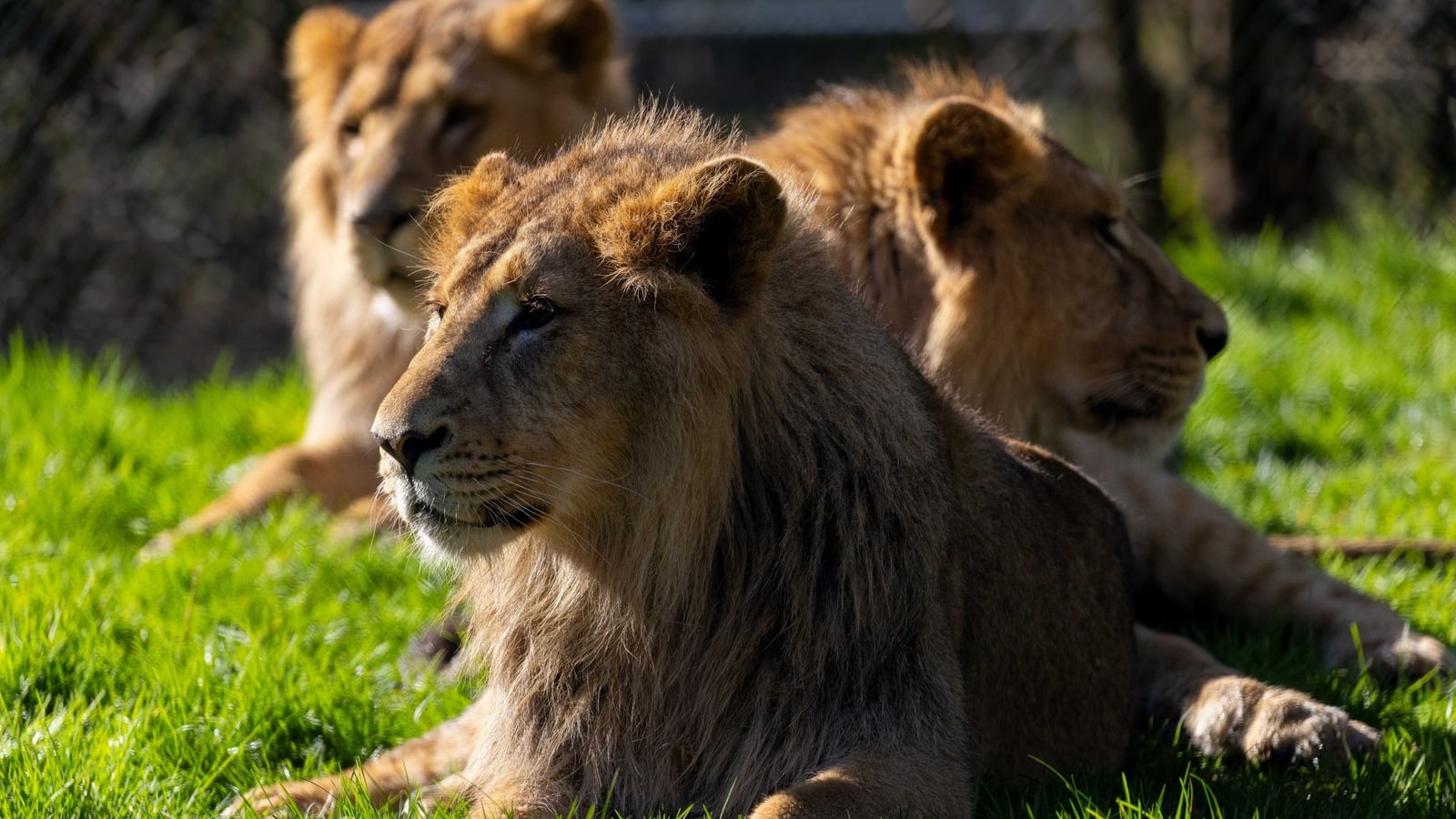 Endangered lion cubs and young rhino to leave Fota park