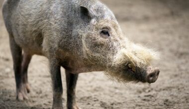Police chase boar through home decor store in Berlin