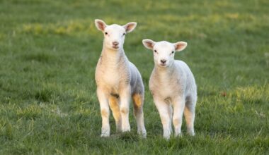 Investigation after 13 lambs' necks 'deliberately broken'