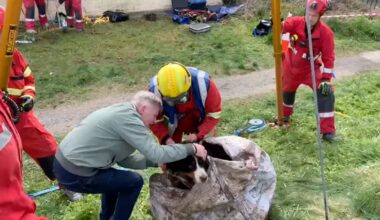 Dog rescued from suspected old well in Offaly