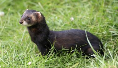 Feral ferrets eradicated to protect Rathlin seabirds