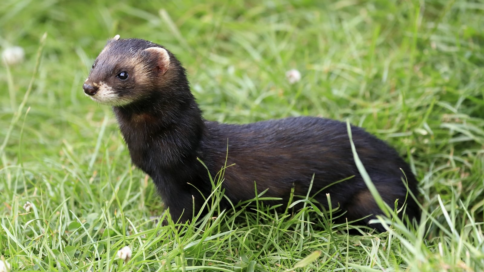Feral ferrets eradicated to protect Rathlin seabirds