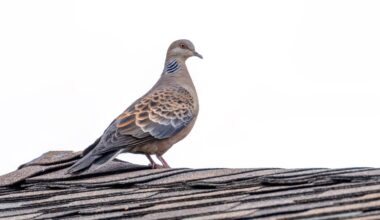 Rare oriental turtle dove spotted in Co Antrim