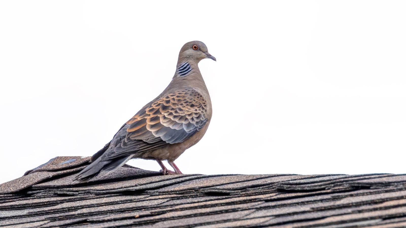 Rare oriental turtle dove spotted in Co Antrim