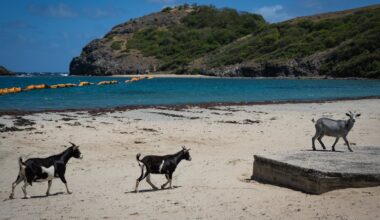 Tiny Caribbean island faces wildlife showdown