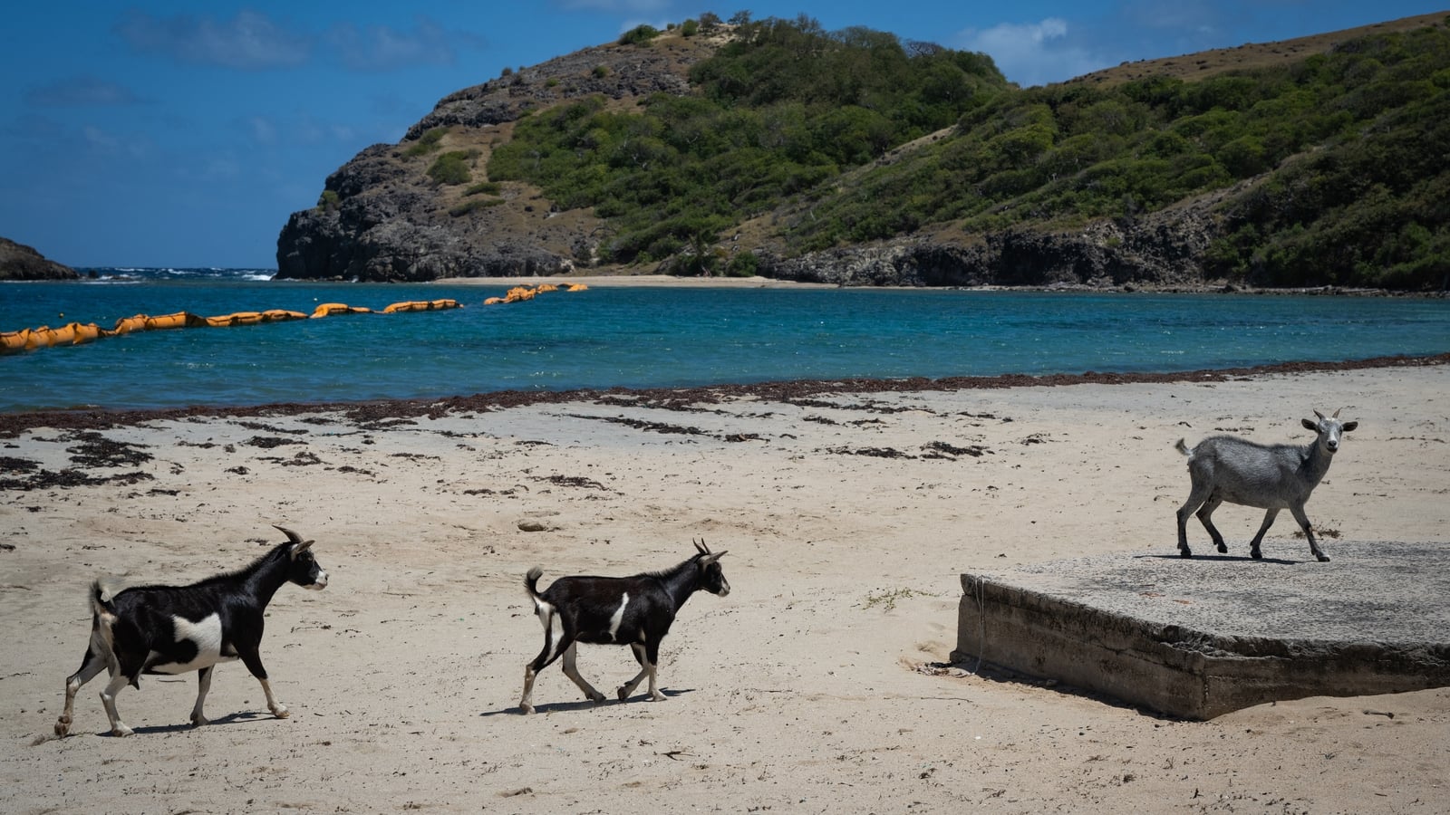 Tiny Caribbean island faces wildlife showdown