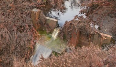 Bog restoration could be 'secret weapon' against flooding