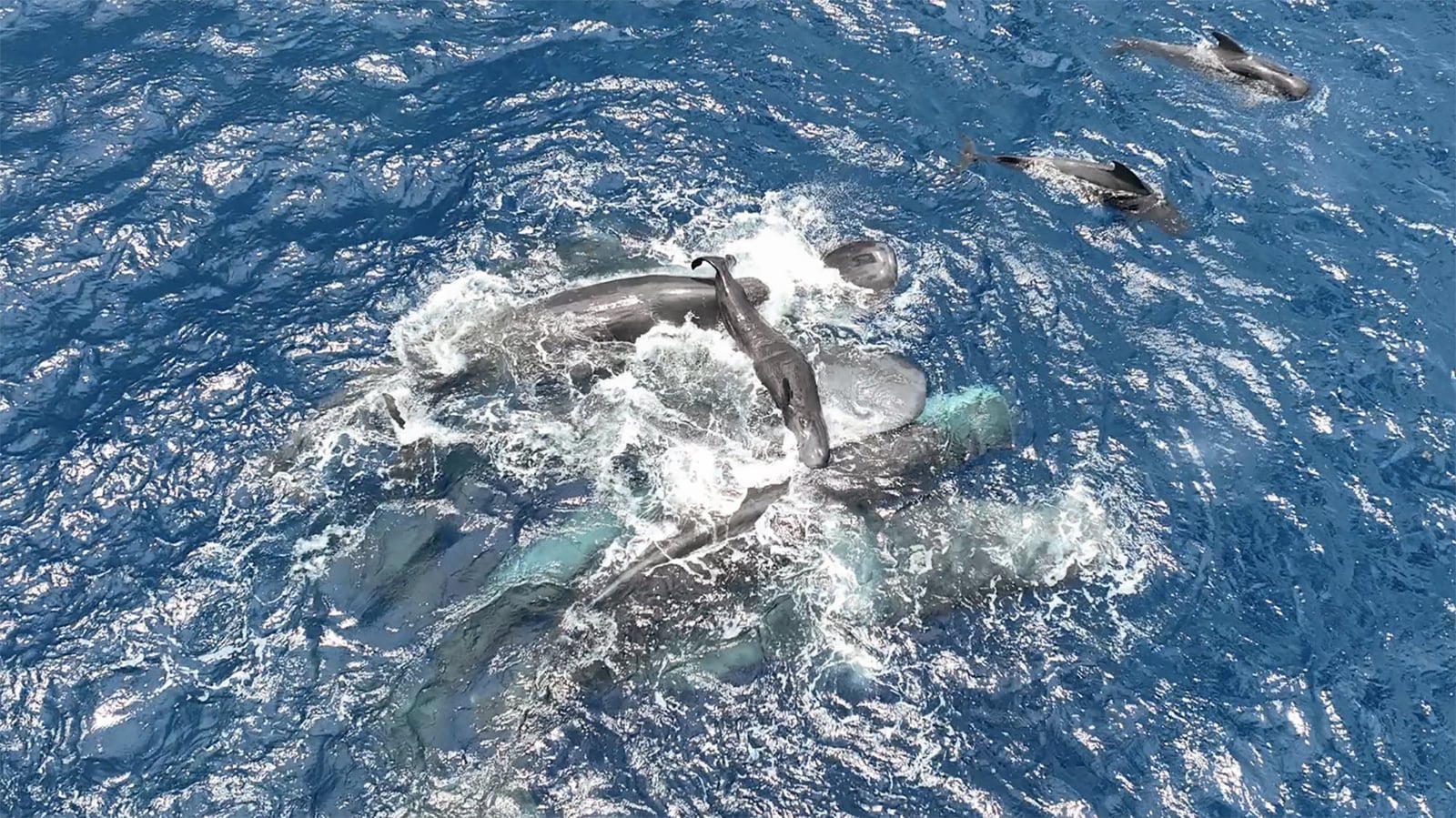 Scientists capture birth of sperm whale calf on film