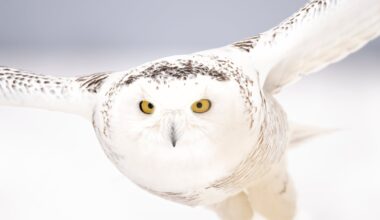 Forty new migratory species win international protection