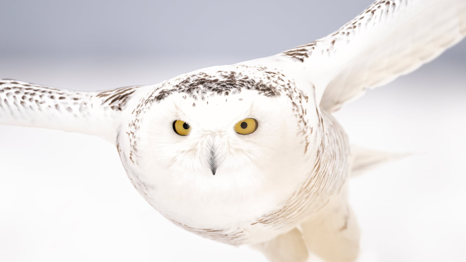 Forty new migratory species win international protection