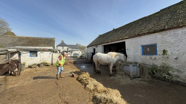 My Lovely Horse Rescue