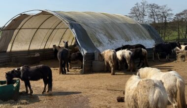 Charity says animal garda crime unit needed in Ireland