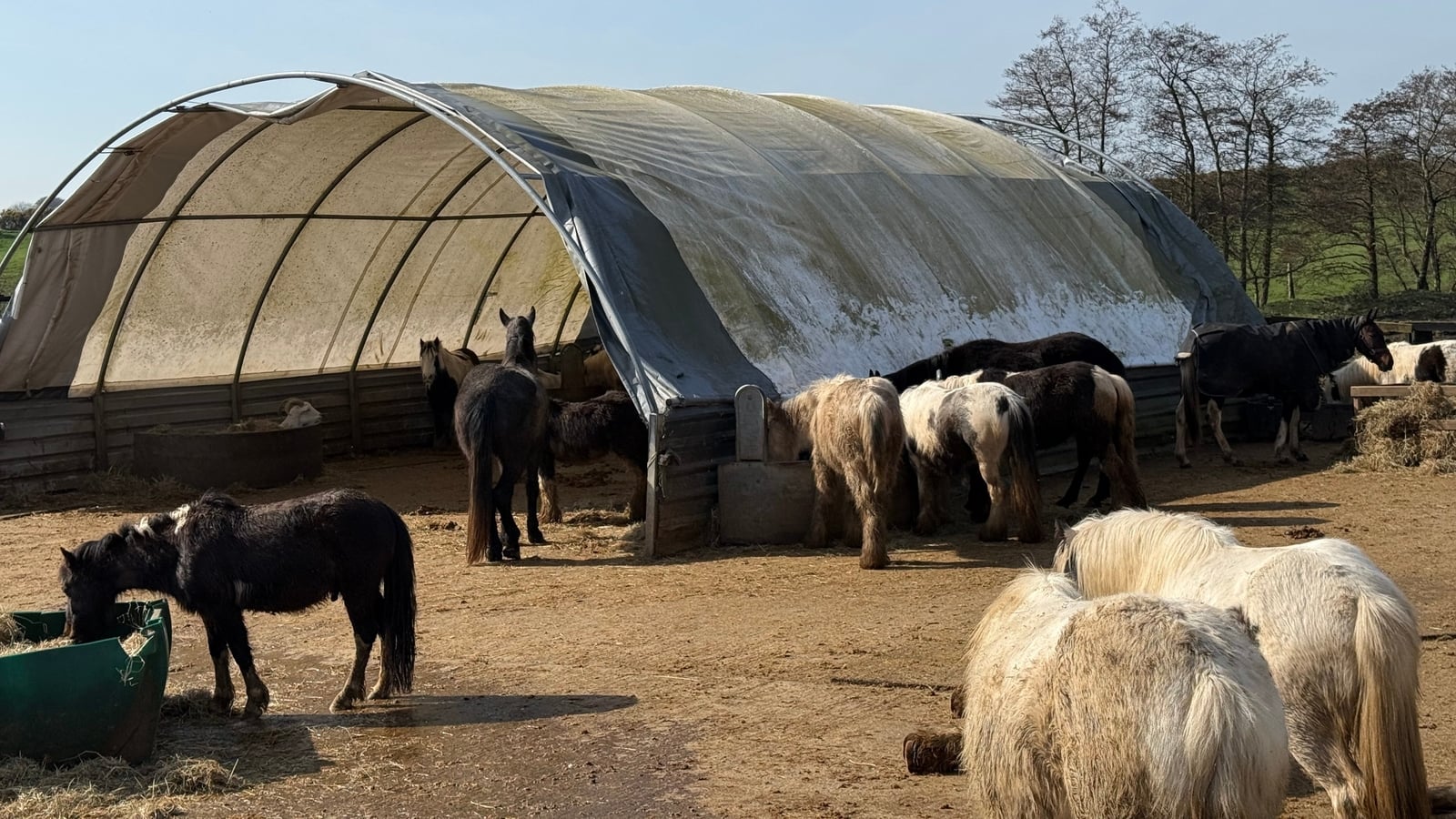 Charity says animal garda crime unit needed in Ireland