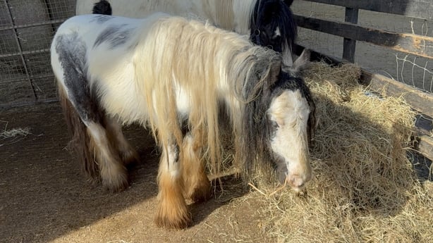 A white and black horse stands in a stable