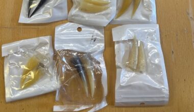 Items linked to cock fighting seized in Tipperary