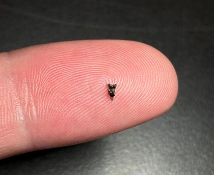 The upper molar of Purgatorious, discovered in Corral Bluffs, Colorado.