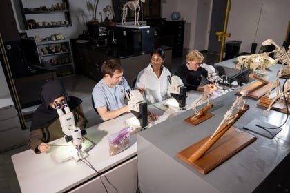 A team led by Stephen Chester of the City University of New York made the discovery.