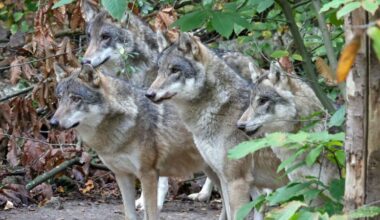 UK wildlife park euthanizes entire wolf pack after they turned on each other