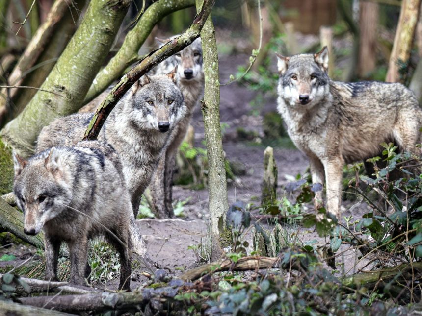 Wildwood Trust has looked after wolves for more than 25 years.